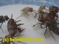 /home//u458753944/public_html/sourcegallery/////////////Insects and small critters/silliness/P1040997.JPG